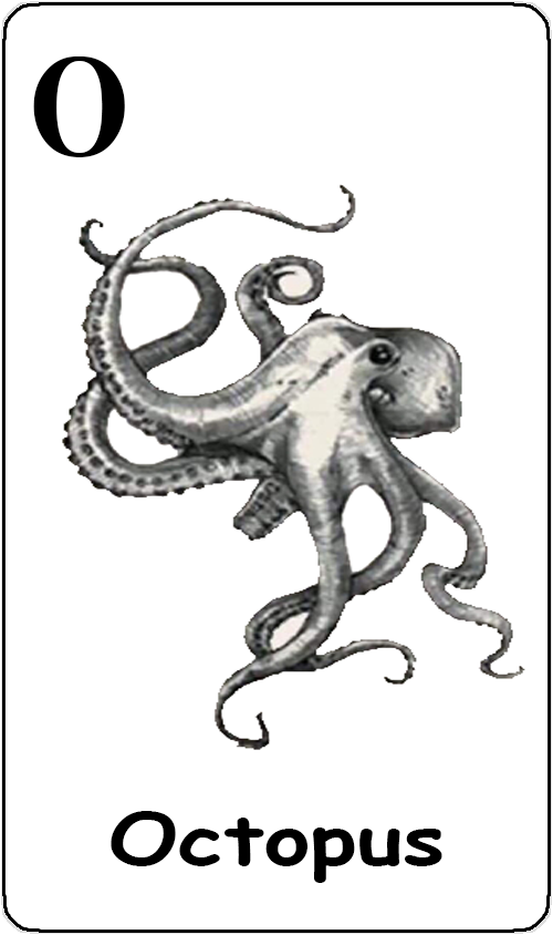O - bạch tuộc