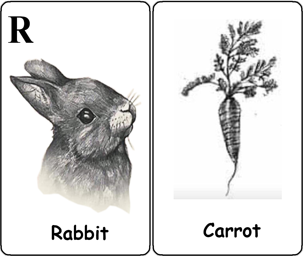 Thỏ - Cà Rốt