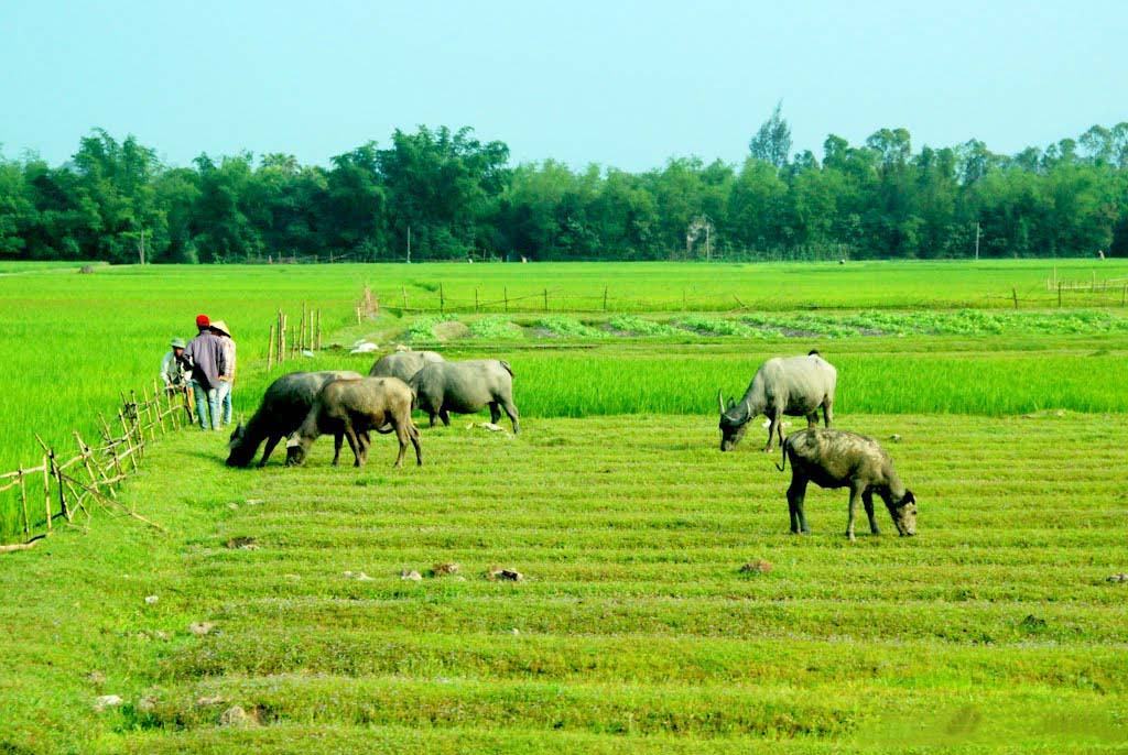 Những hình ảnh đẹp về con trâu trong đời sống người Việt