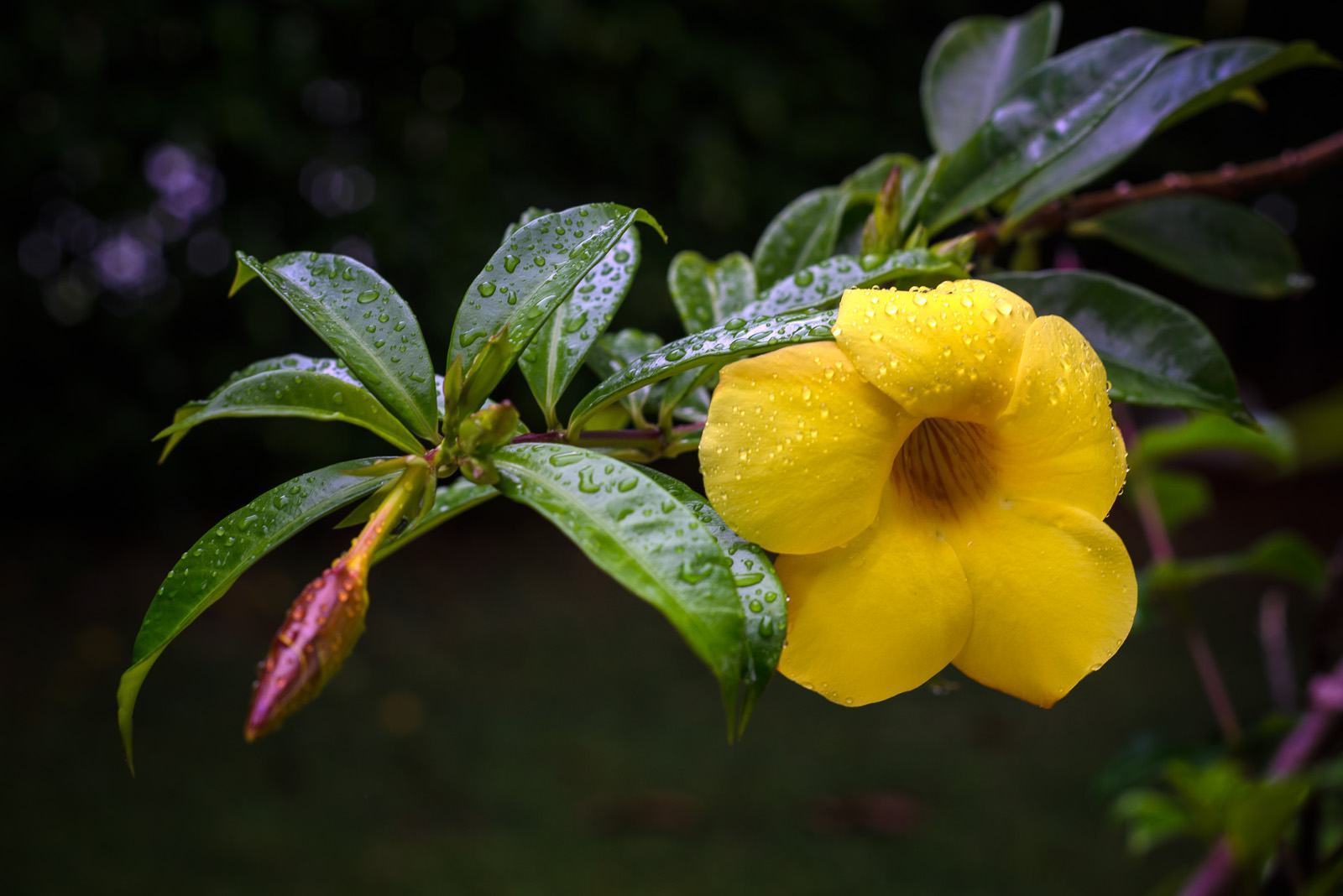 Hình ảnh hoa anh thảo sau cơn mưa