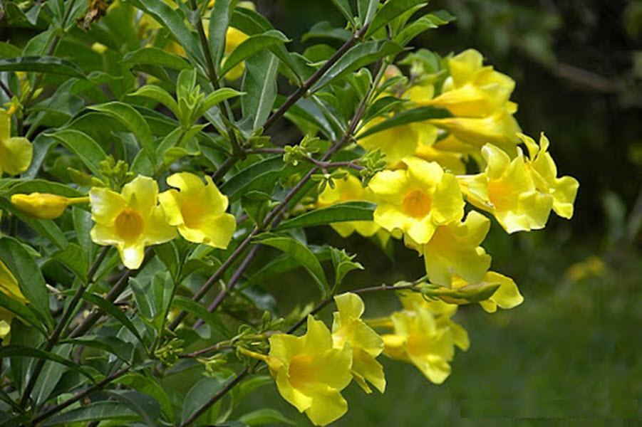 Hình ảnh đẹp của hoa Quỳnh Anh