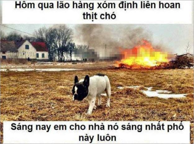 Bạn đã nghe chuyện hài cấm ăn thịt chó chưa?