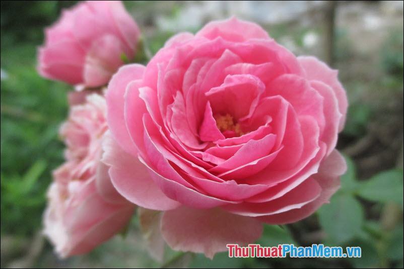 Hoa Hồng (Rose) - 1