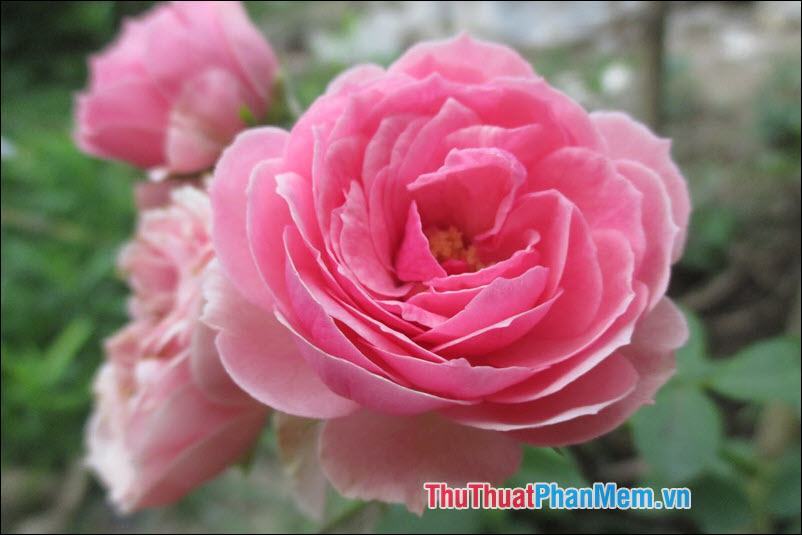 Hoa Hồng (Rose) - 3