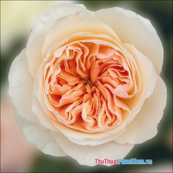 Hoa Hồng (Rose) - 2