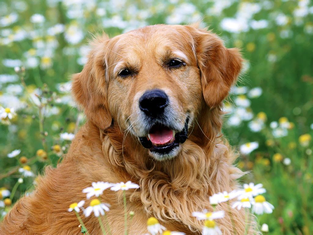 Hình ảnh chó Golden - Tổng hợp hình ảnh chó Golden đẹp nhất ...