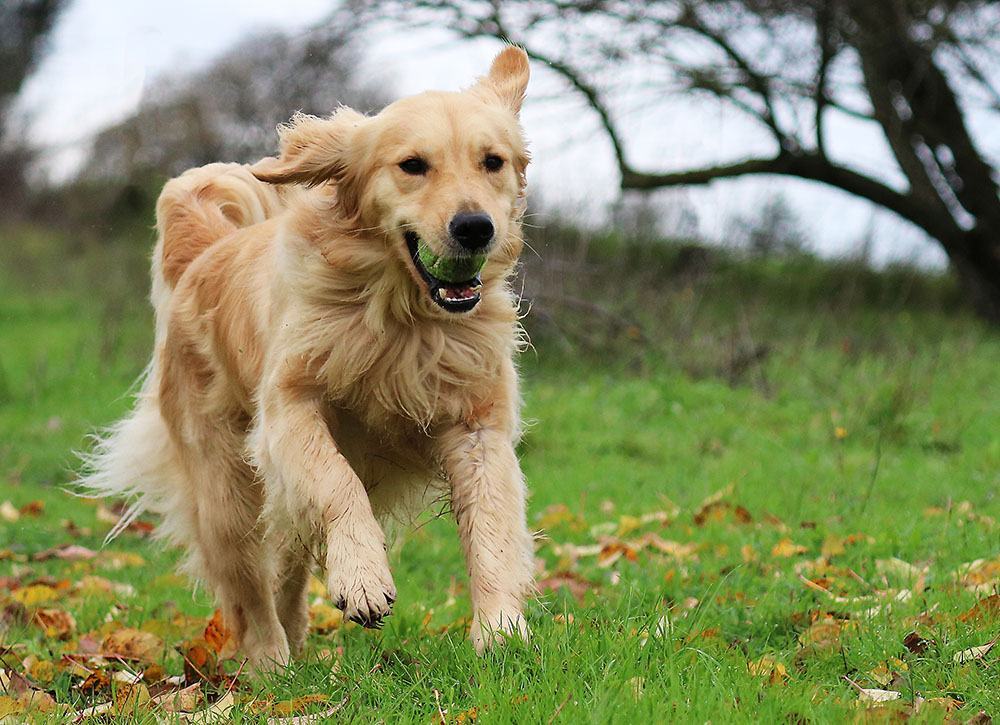 Hình ảnh đẹp chú chó Golden chạy nhảy
