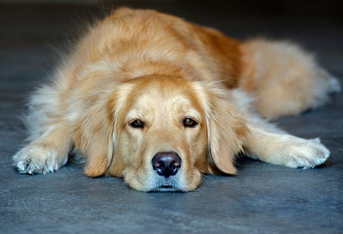 Hình ảnh chó Golden đẹp nhất