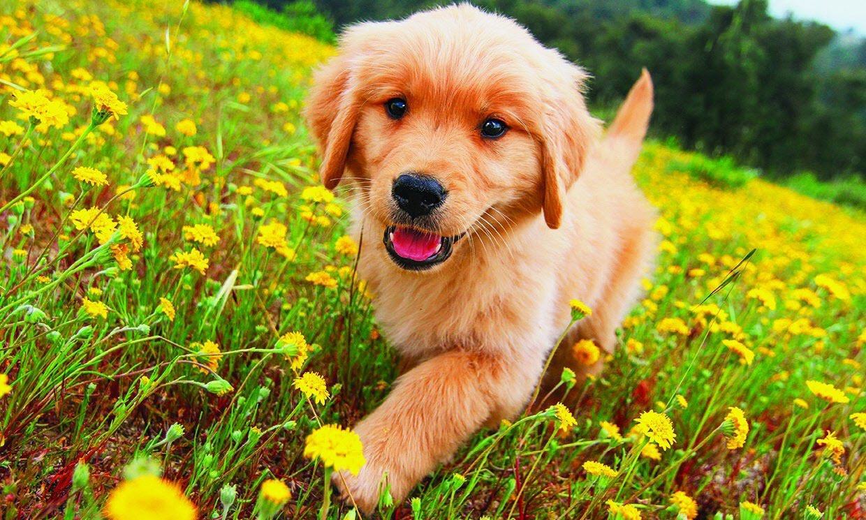 Hình ảnh chó Golden Retriever đẹp