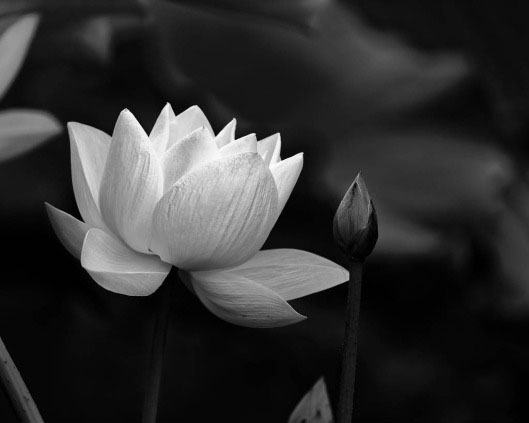 Hình ảnh hoa sen đen trắng