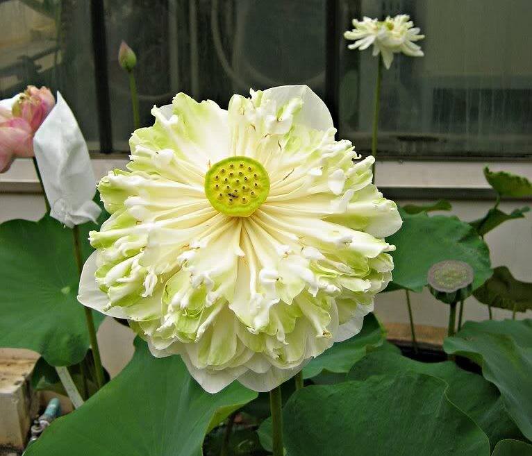 Hình ảnh hoa sen trắng Nhật Bản