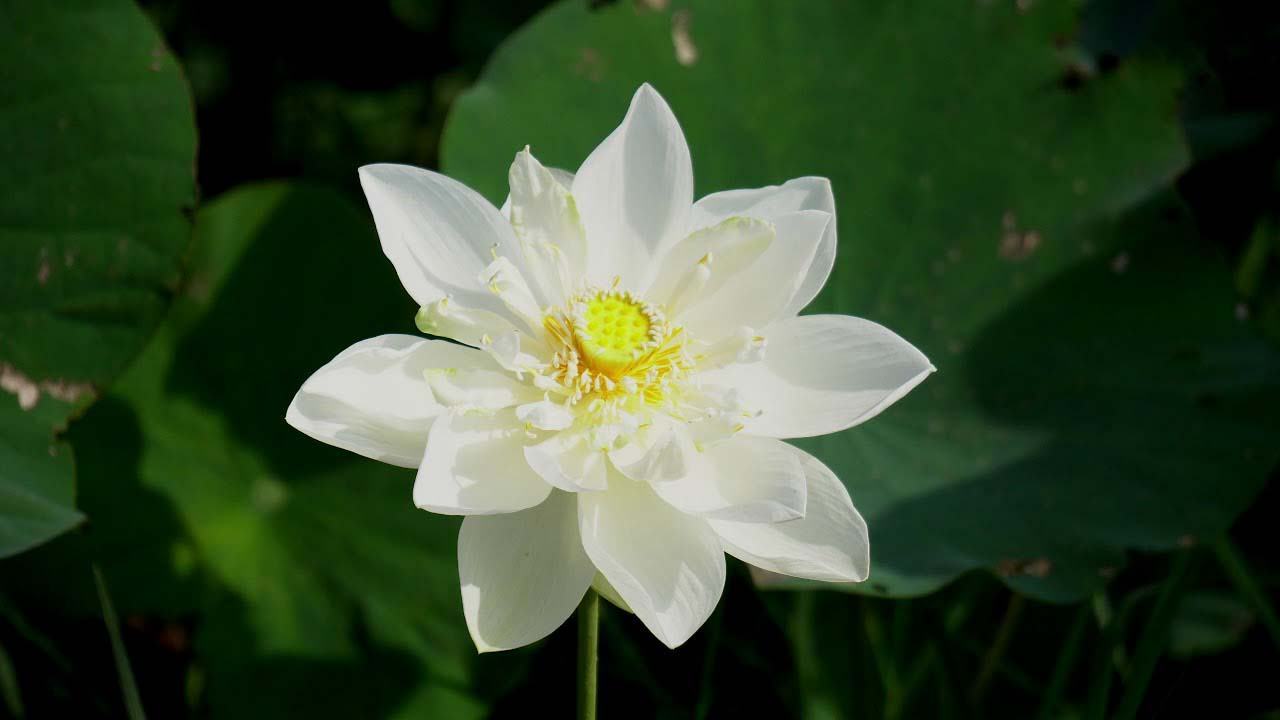 Hình ảnh hoa sen trắng đẹp