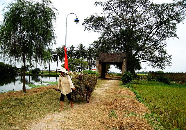 Hình ảnh làng quê Việt Nam vào mùa gặt lúa