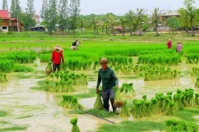 Hình ảnh quê hương Việt Nam những ngày chuyển mùa