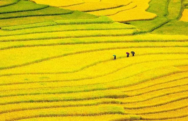 Ruộng bậc thang quê hương Việt Nam vào mùa thu hoạch
