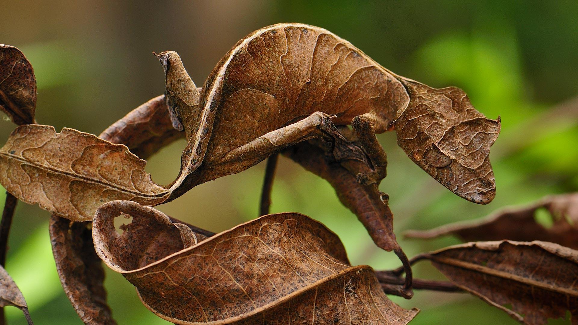 Hình nền Bing đẹp