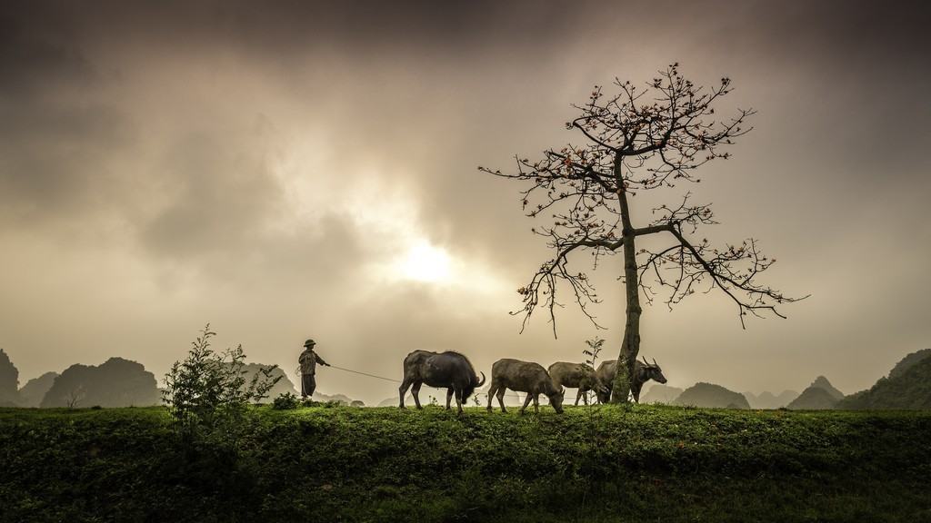 Hình ảnh làng quê Việt Nam thanh bình