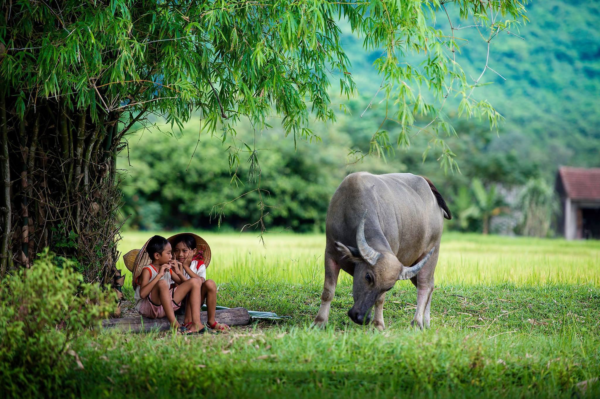 tranh làng quê