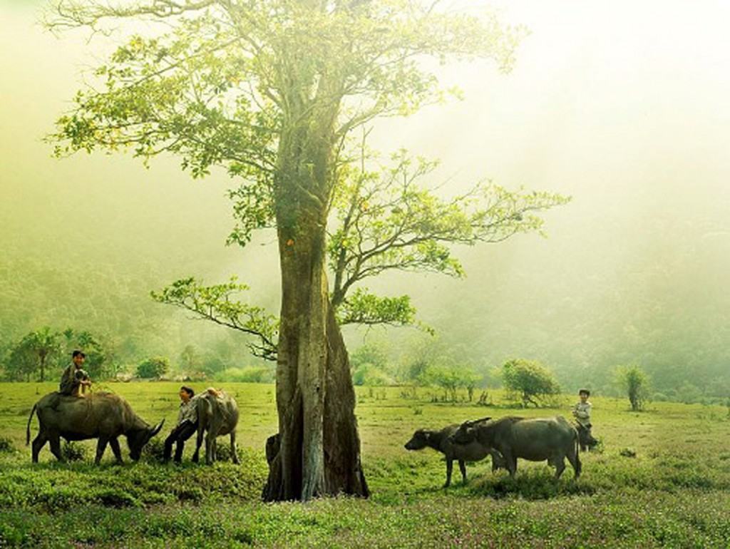 Tranh thiên nhiên làng quê Việt Nam