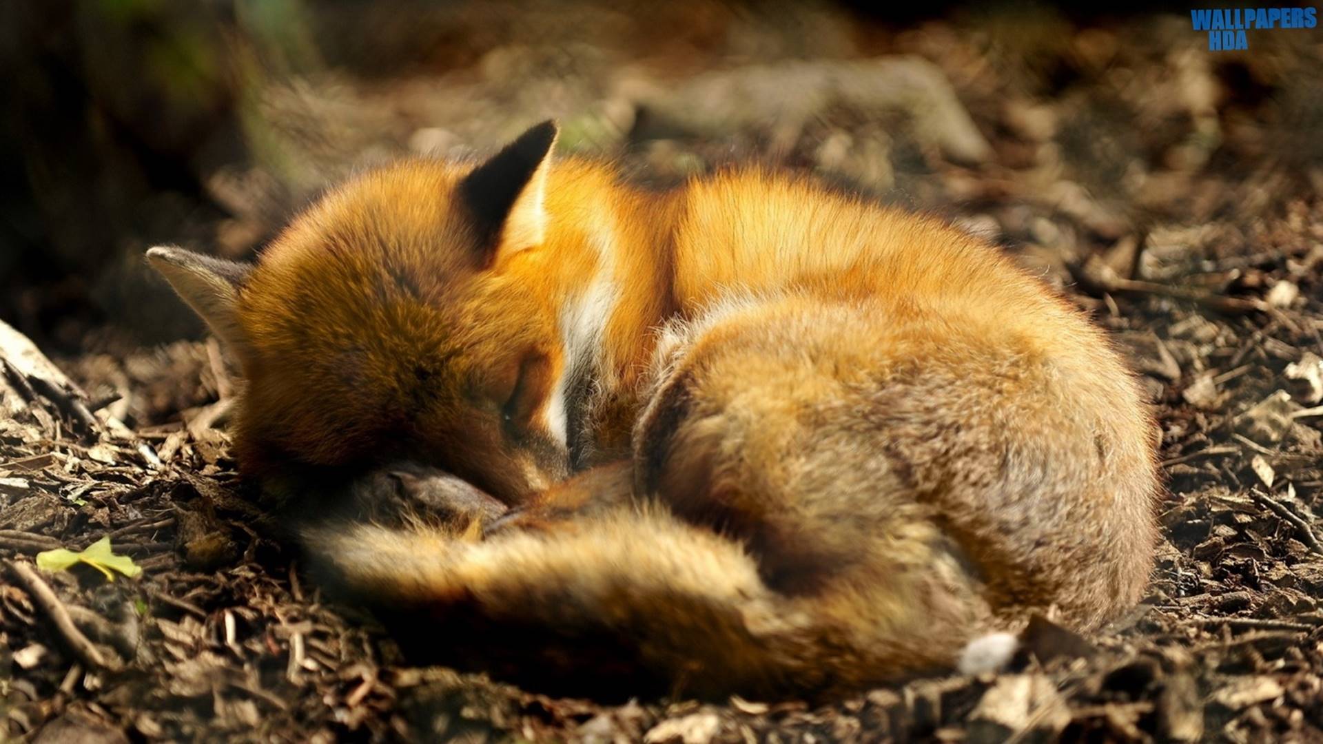 Hình ảnh cáo đỏ ngủ đẹp