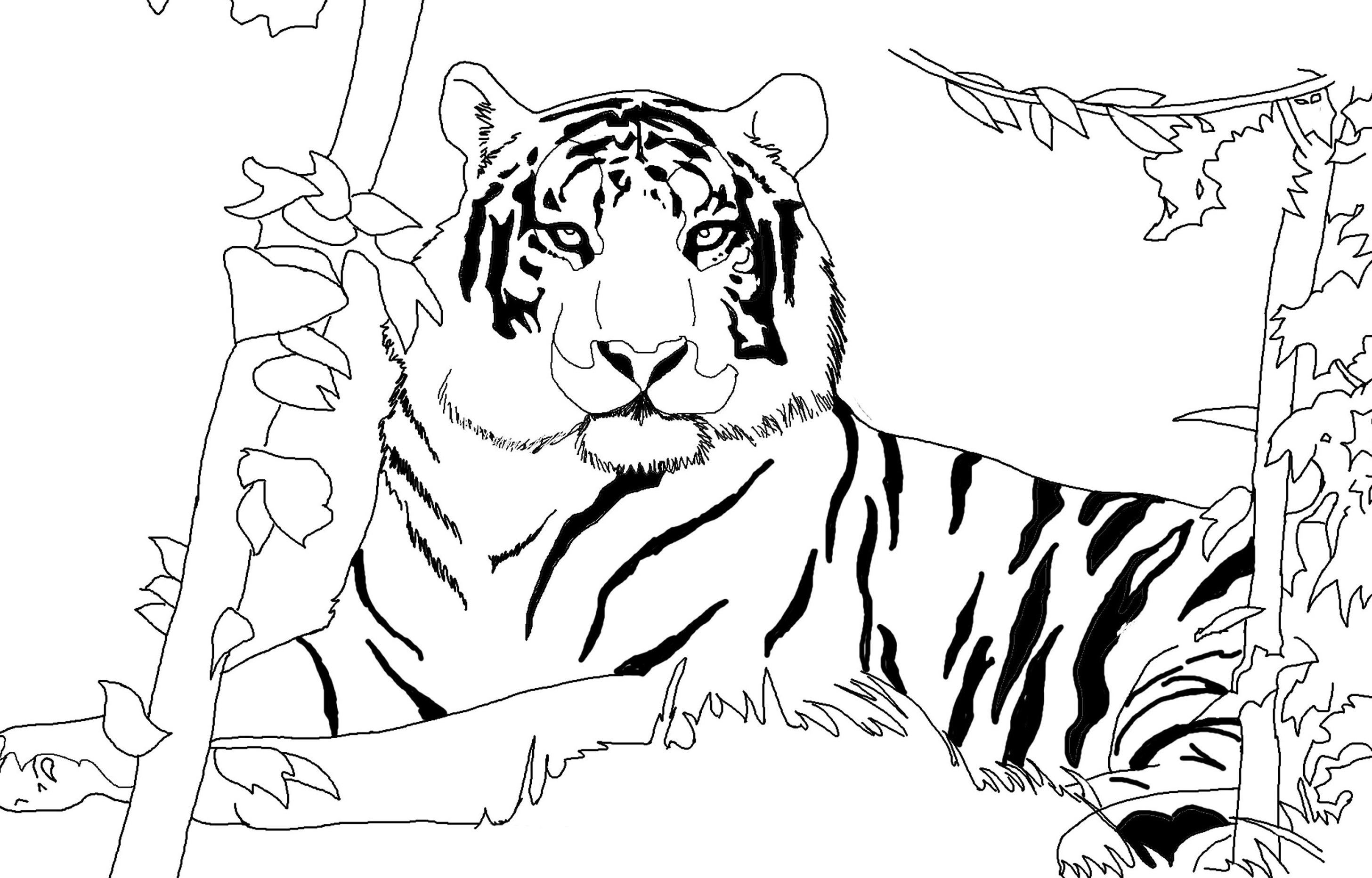 Tranh tô màu con hổ cho bé