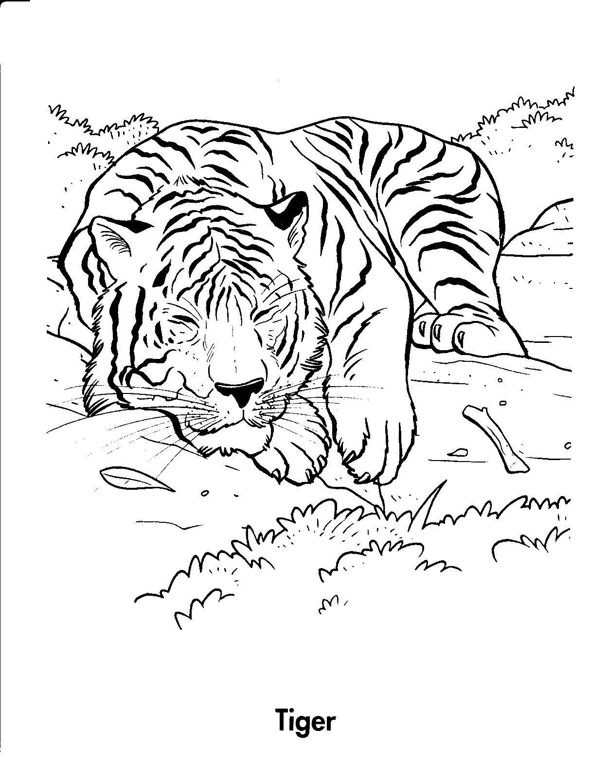 Trang màu của một con hổ đang ngủ