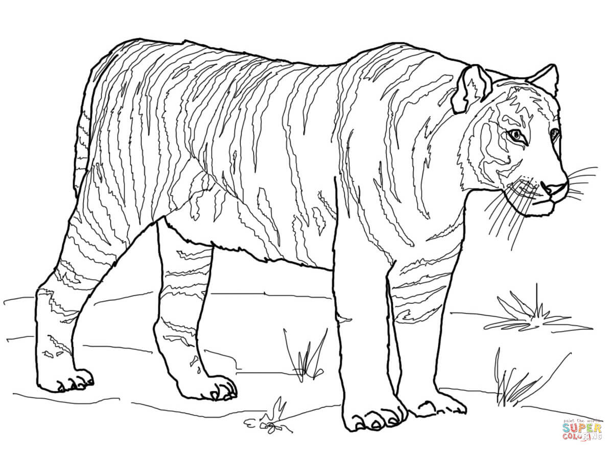 Tranh tô màu con hổ có đuôi