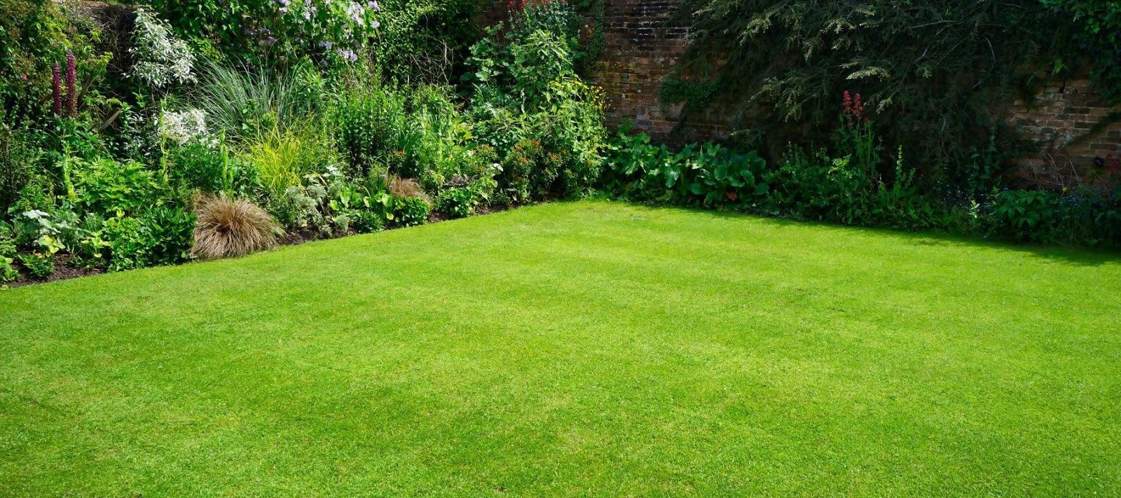 Hình ảnh thảm cỏ xanh đẹp trong sân vườn