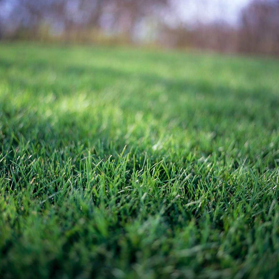 Hình nền cỏ xanh đẹp nhất  Bãi cỏ Hình nền Dép