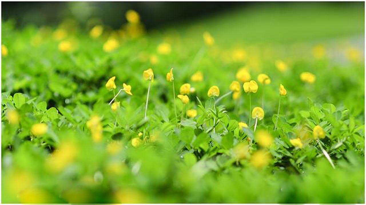 Ảnh hoa vàng trên cỏ xanh