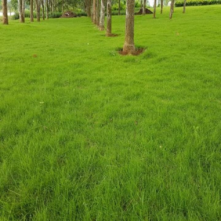 hình ảnh cỏ xanh
