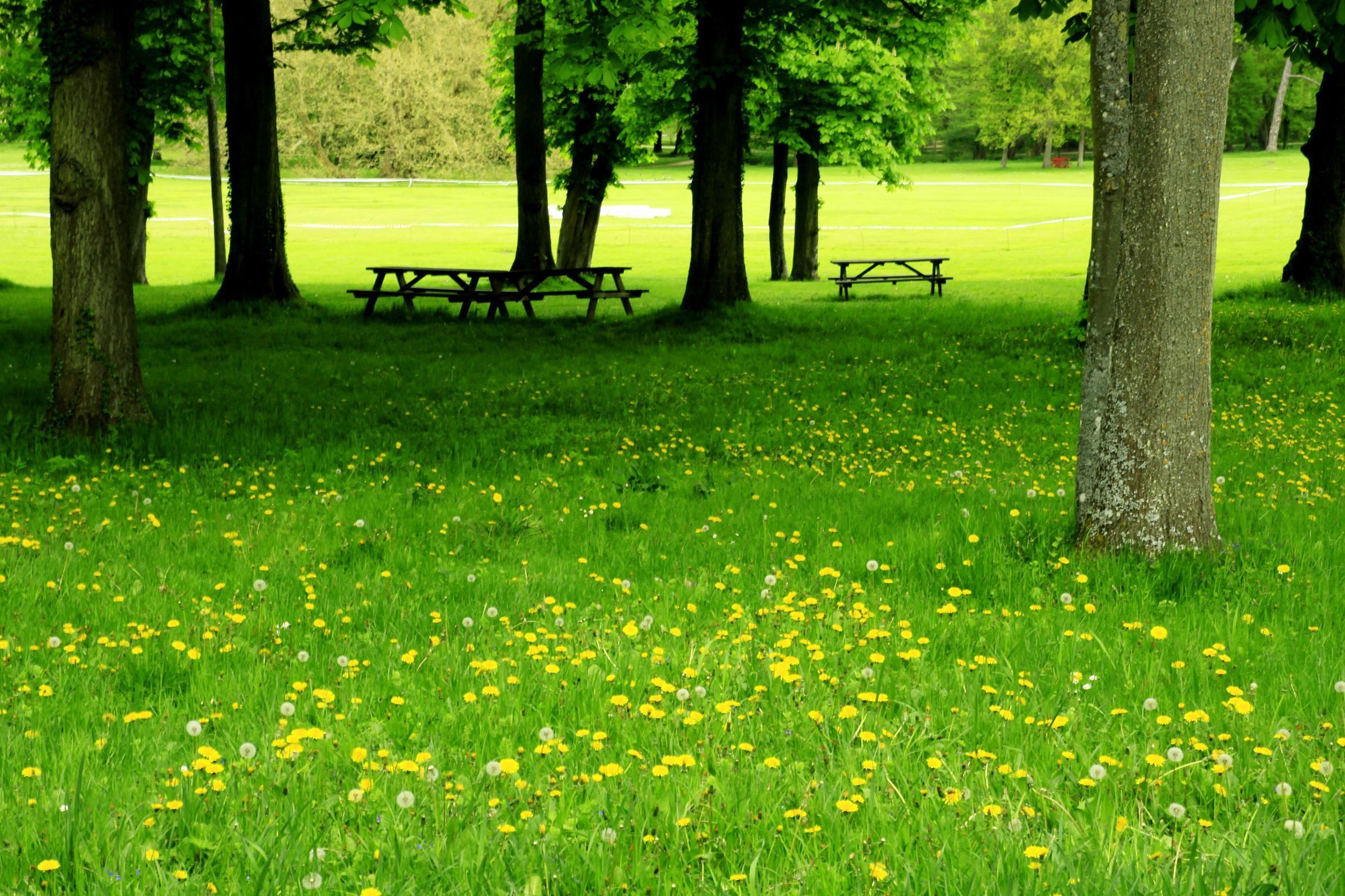 Hình ảnh bãi cỏ xanh hoa vàng