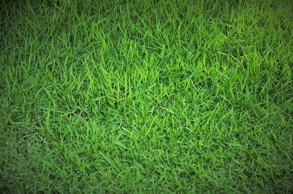 hình ảnh bãi cỏ xanh