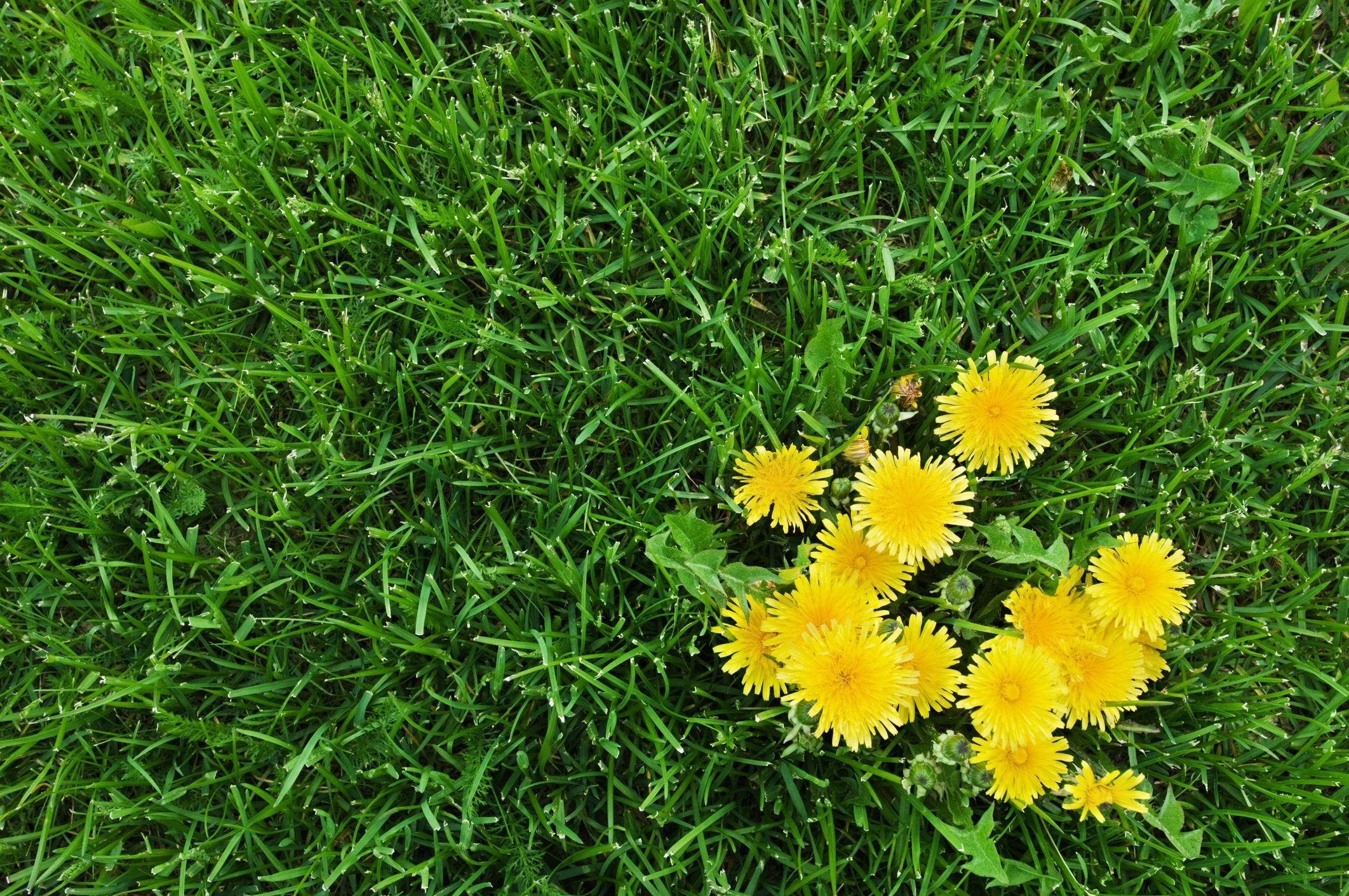 Hình ảnh hoa cúc vàng và cỏ xanh