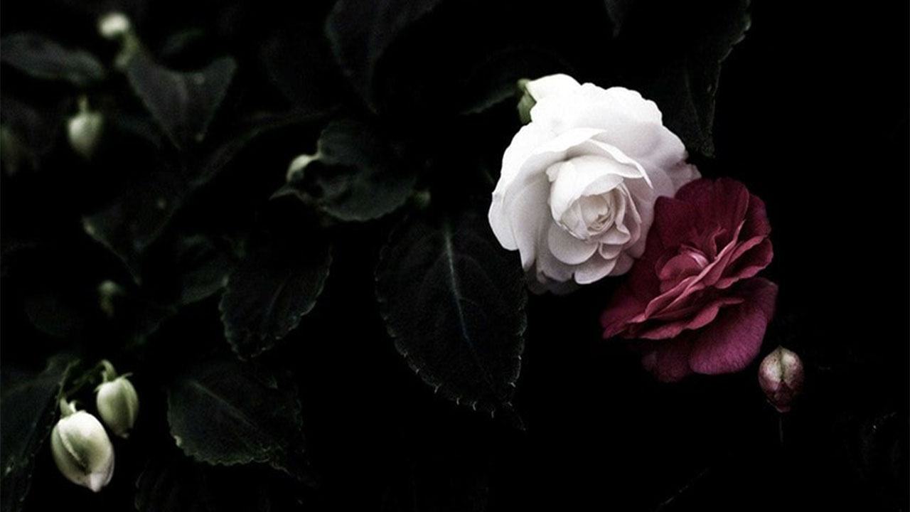 Hình nền hoa hồng 3D đẹp