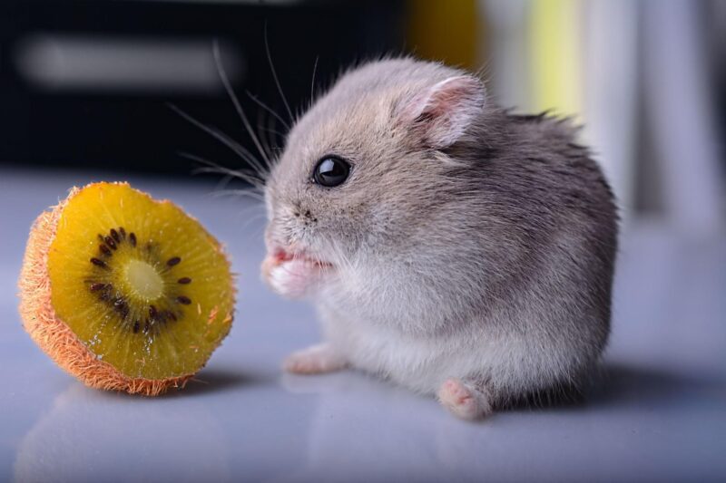 hình ảnh chuột đồng ăn kiwi
