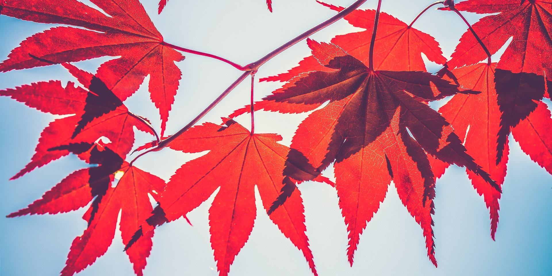 Cành lá chuyển sang màu đỏ khi mùa thu đến