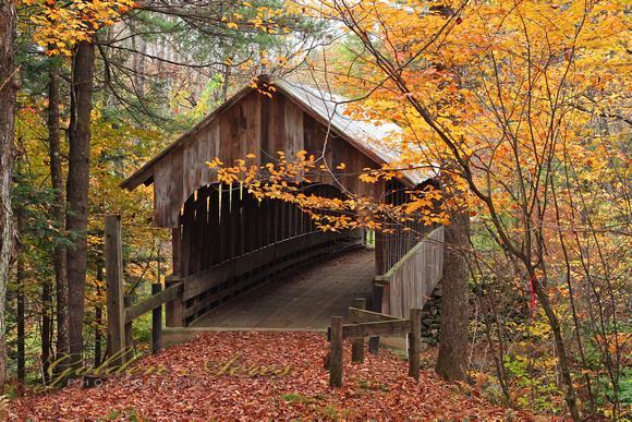 Cây cầu trong rừng vào mùa thu rất đẹp