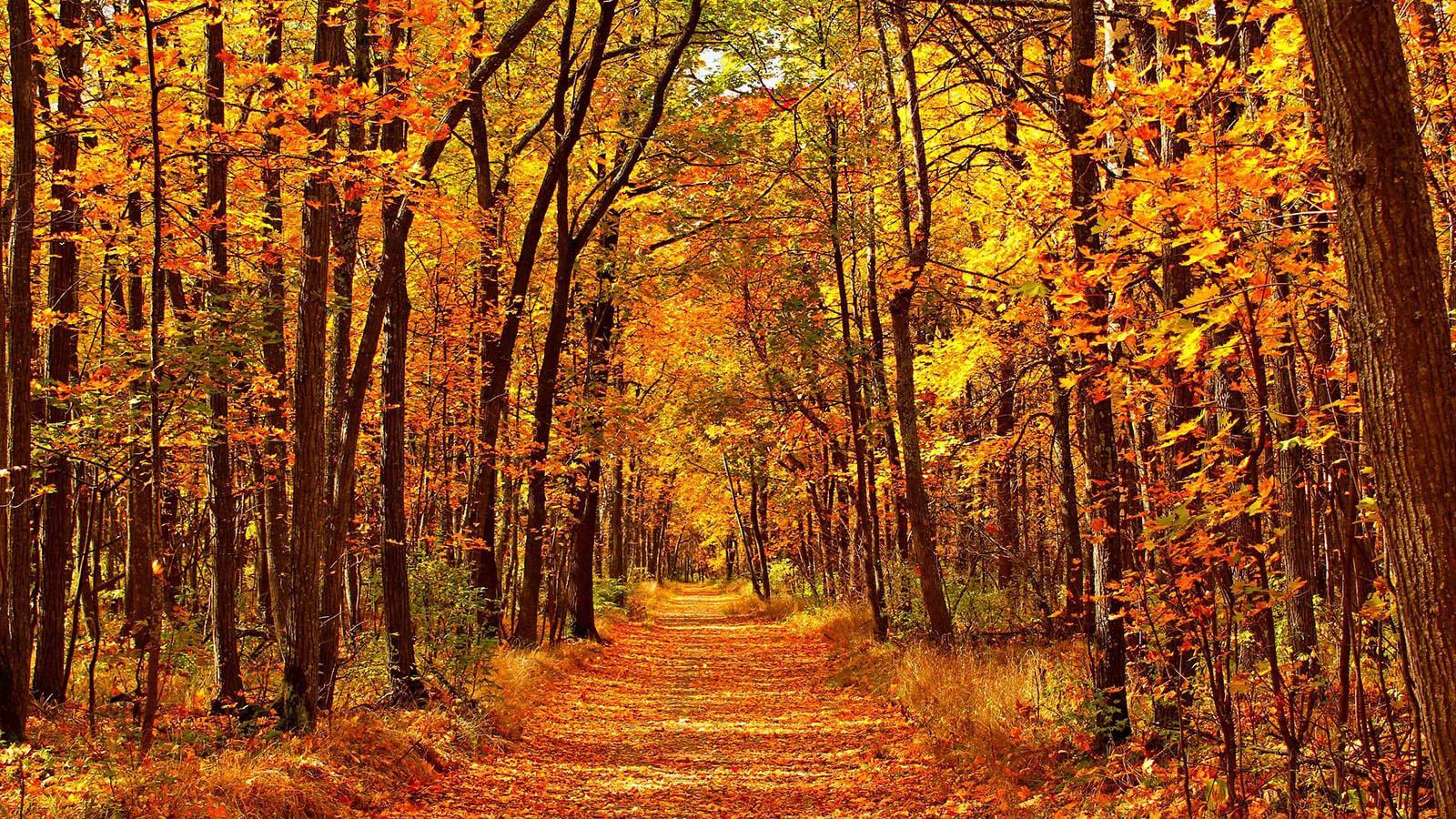 Con đường mùa thu phủ đầy lá vàng