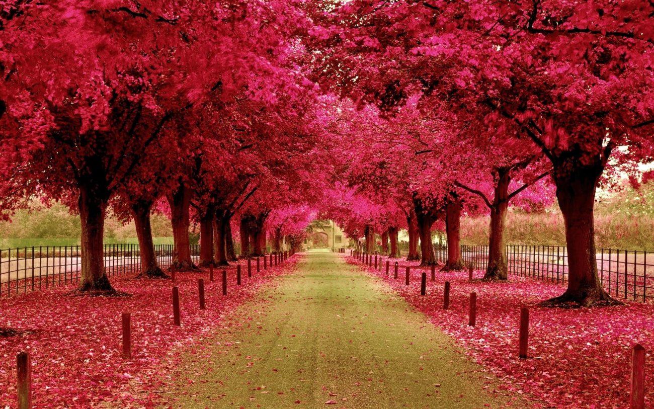 Con đường mùa thu đầy lá đỏ