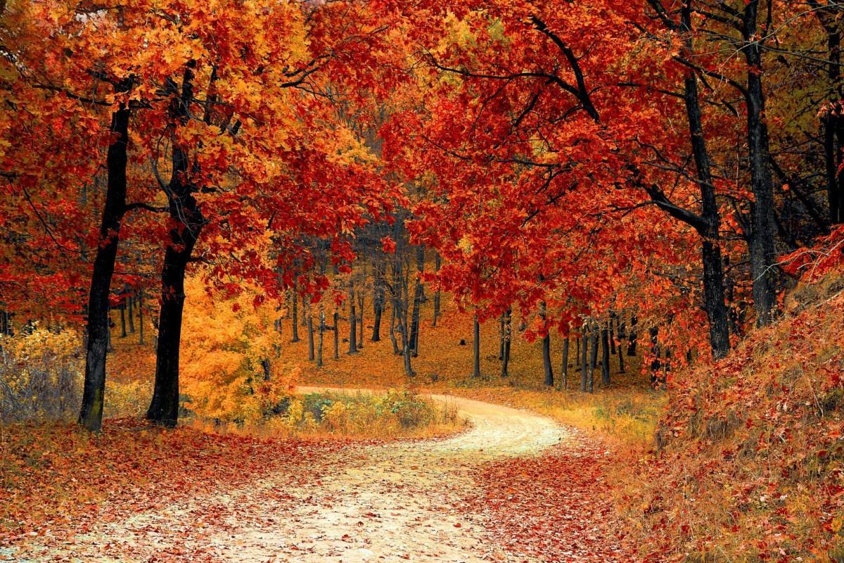 Hình ảnh con đường lá mùa thu