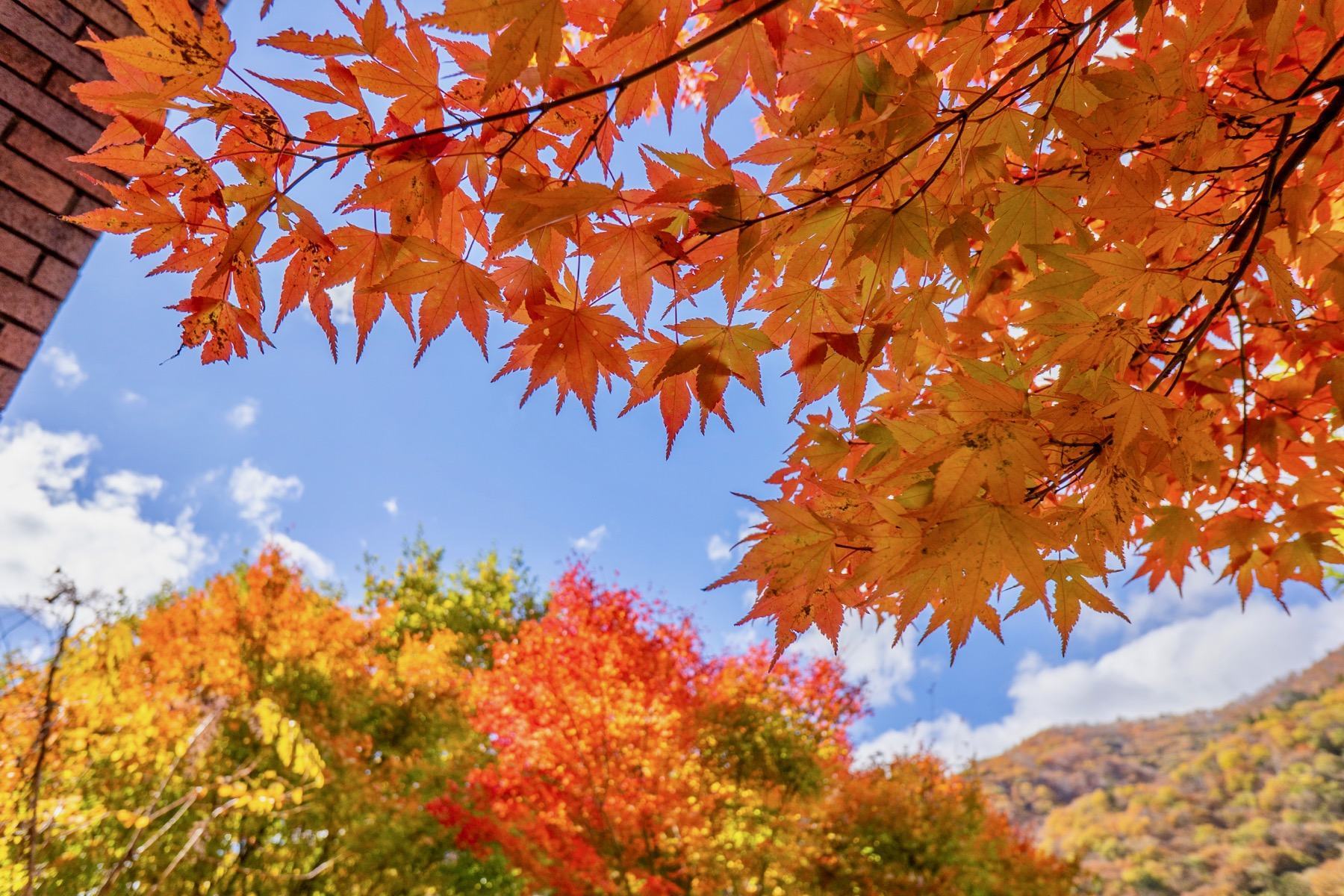 Hình ảnh lá mùa thu đẹp