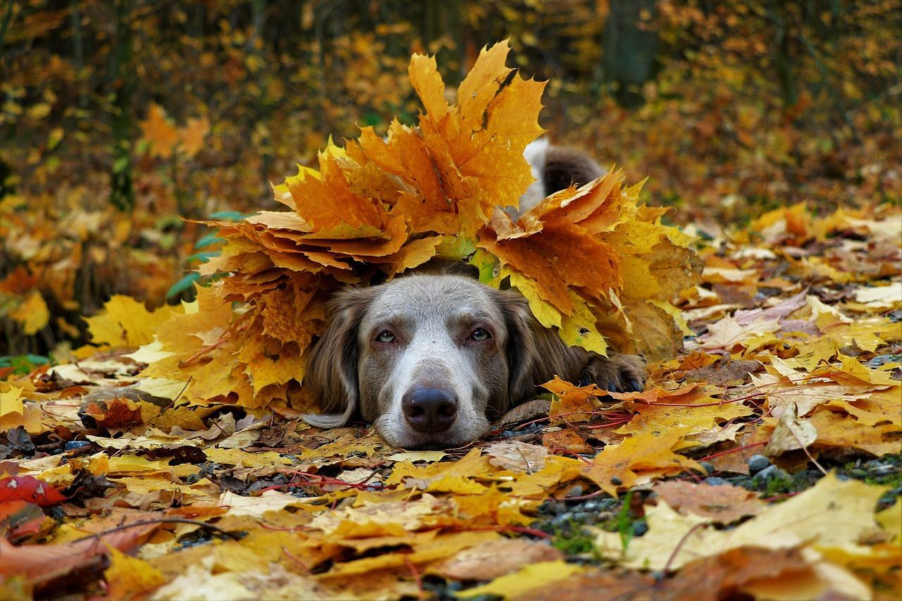 Hình ảnh mùa thu đẹp chú chó trốn dưới tán lá vàng