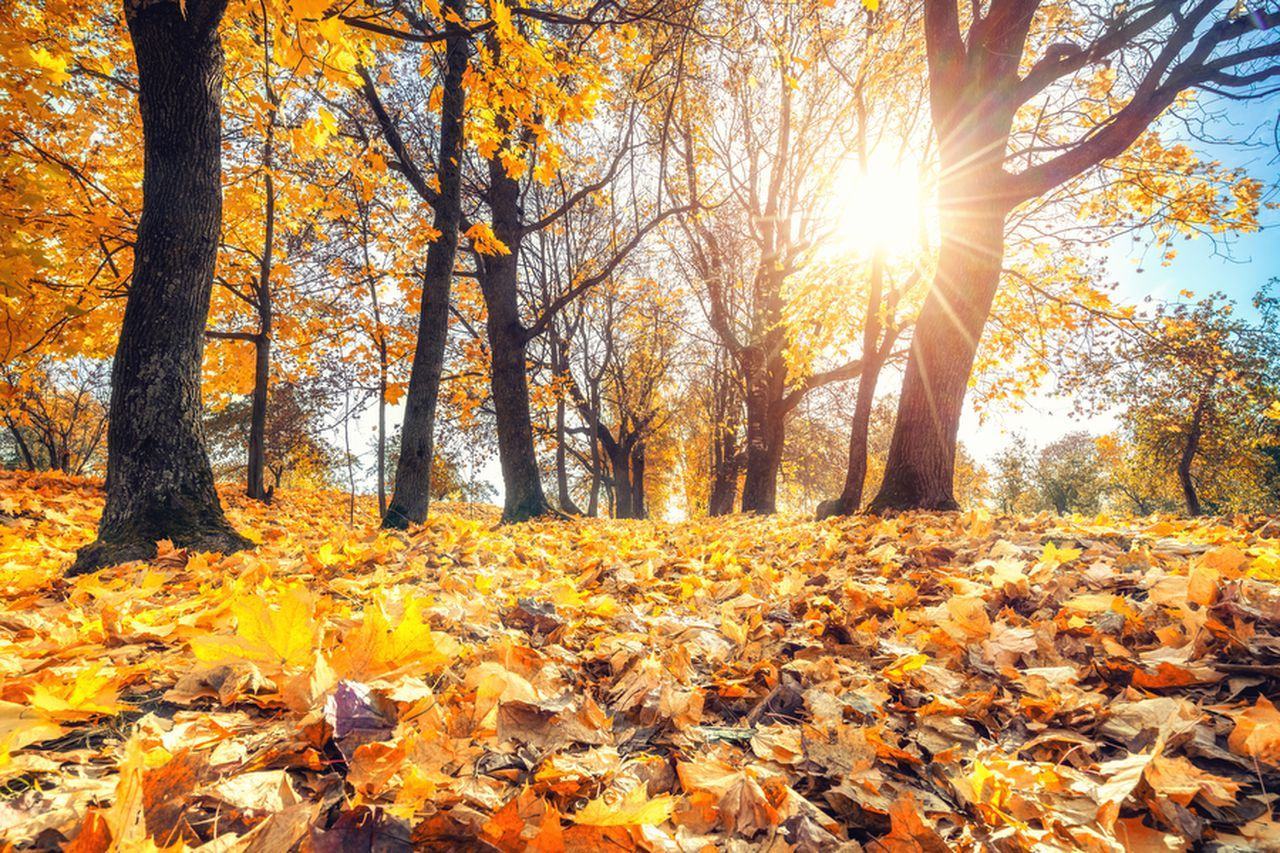 Hình ảnh mùa thu lá vàng rơi ngoài sân
