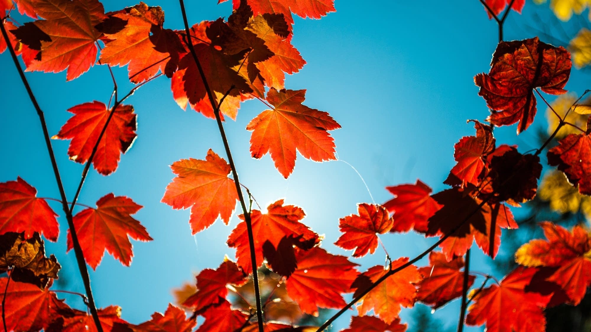 Mùa thu lá phong đỏ và nền trời xanh