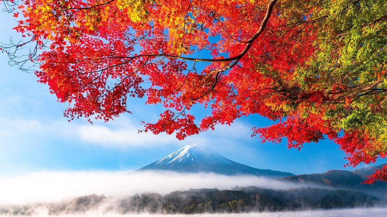 Mùa thu lá vàng và núi Phú Sĩ