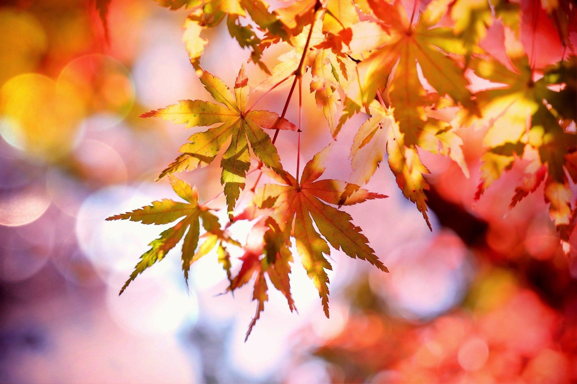 Vào mùa thu, lá phong đổi màu rất đẹp