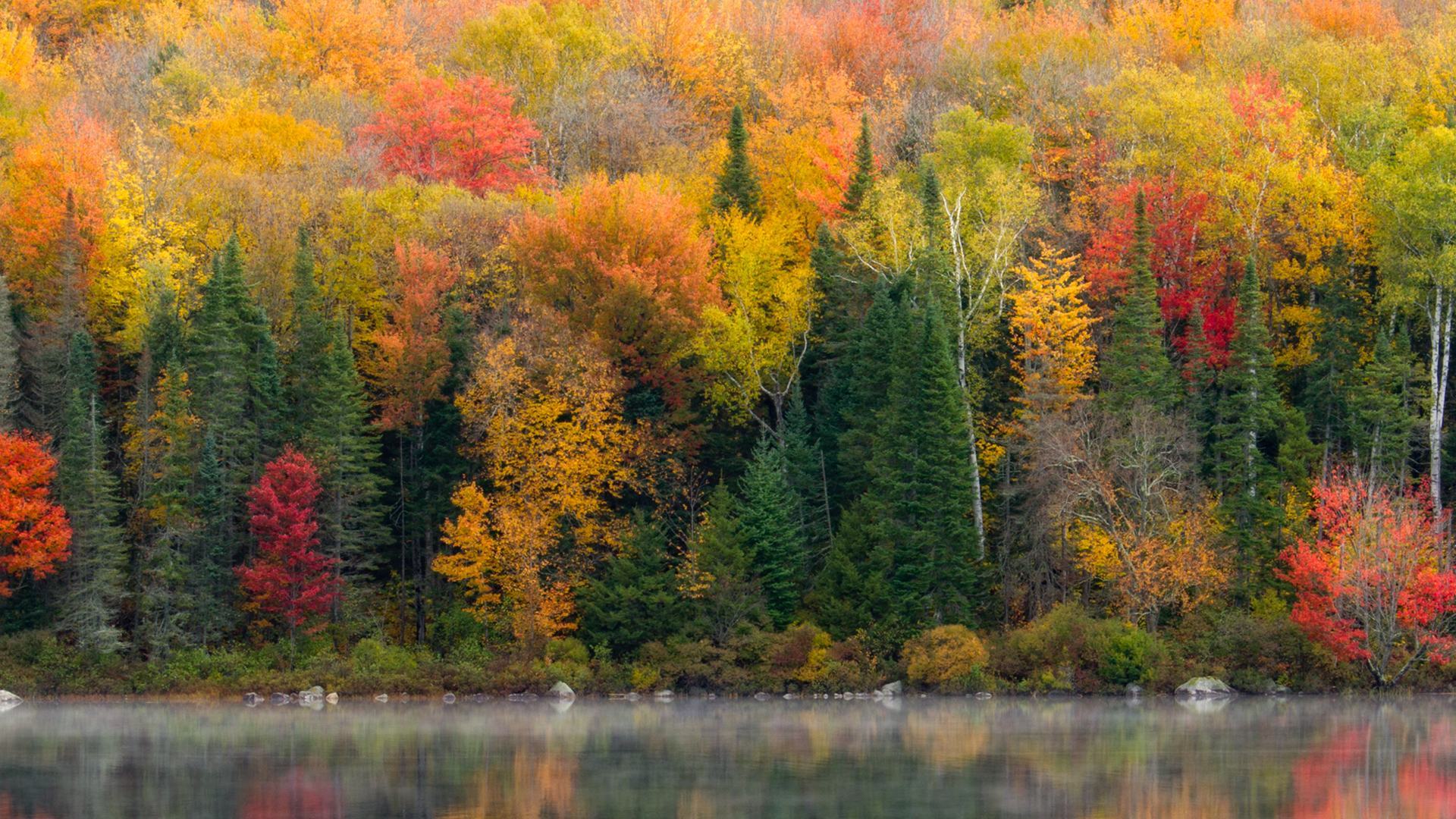Lá rừng mùa thu chuyển sang màu vàng và nước trong vắt