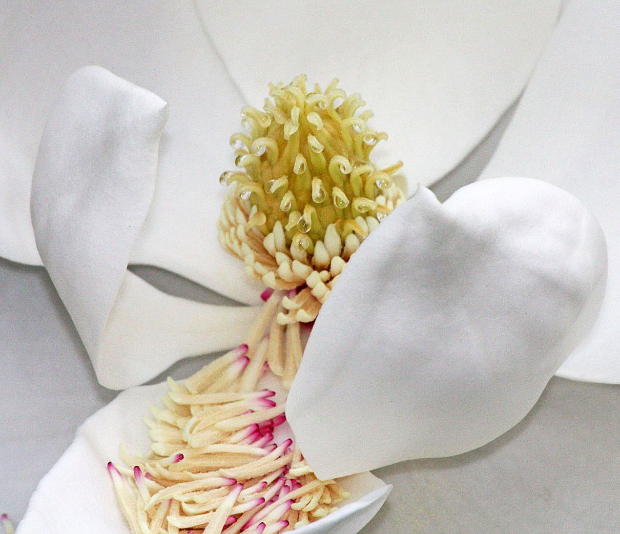Hình ảnh hoa ngọc lan tây trắng