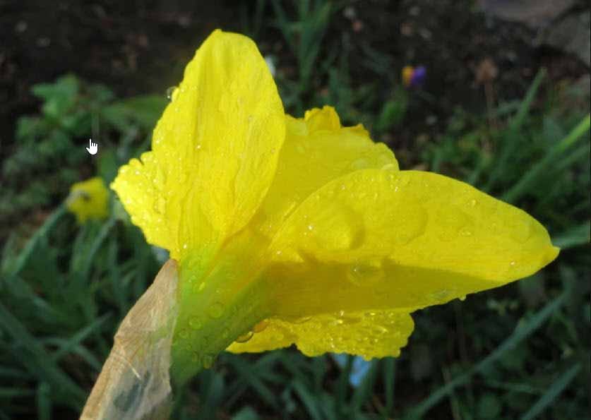 Hình ảnh hoa ngọc lan tây vàng